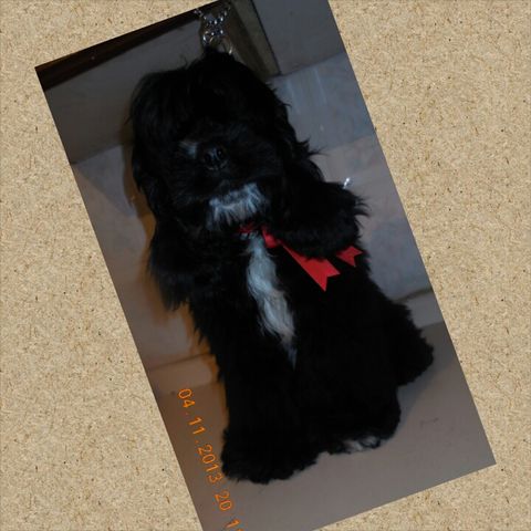 Zeus