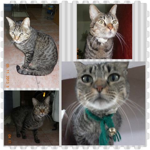Misha