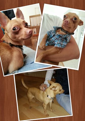 Busco Novia, tengo 2añitos