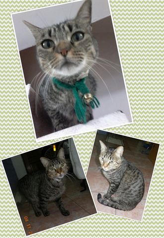 Misha