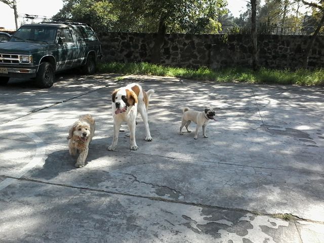 Los Guardianes